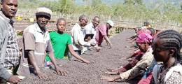 coffeebeanWorkers